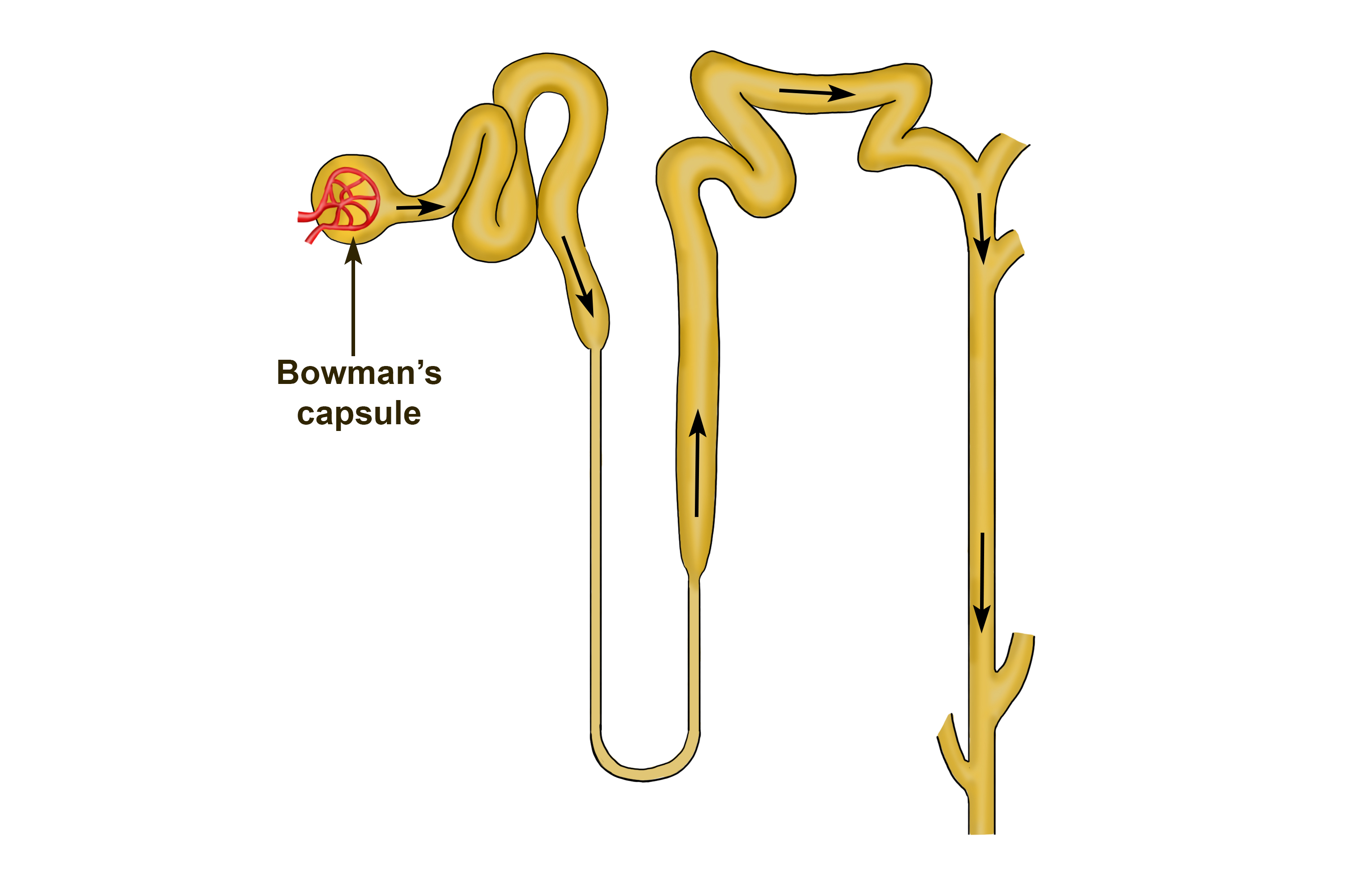 The bowman's capsule is the first part of nephron and tubule